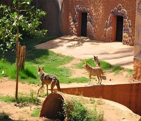 Zoo Zoo