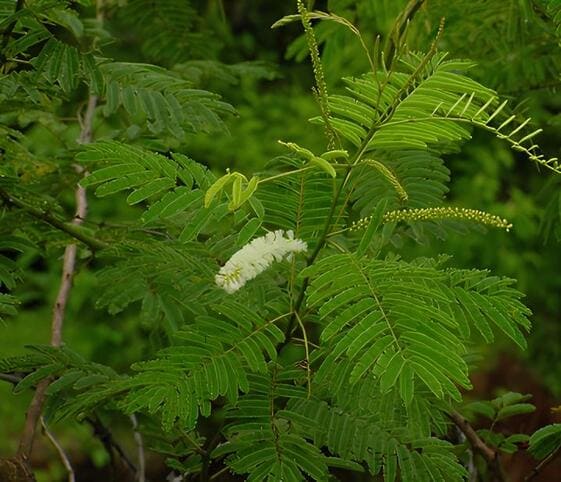 Acacia Catechu Tree