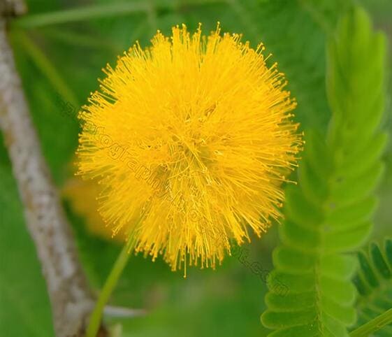 Acacia Flower