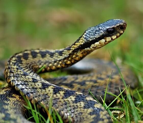 Adder Adder