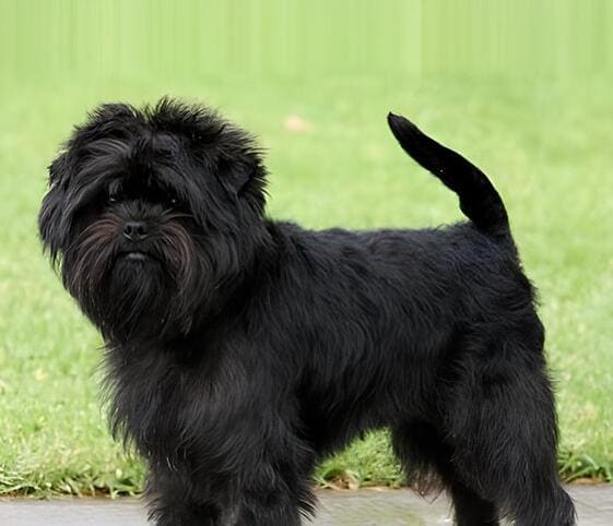 Affenpinscher Dog