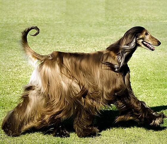 Afghan Hound