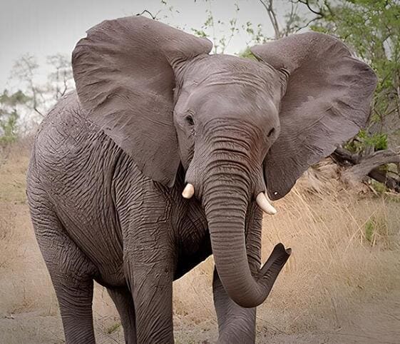 African Elephant