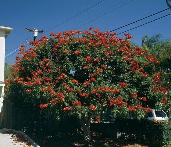 African Tulip Tree