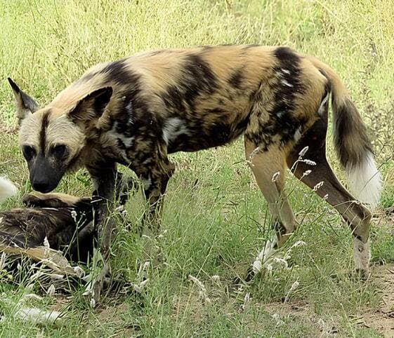 African Wild Dog or Wildehond