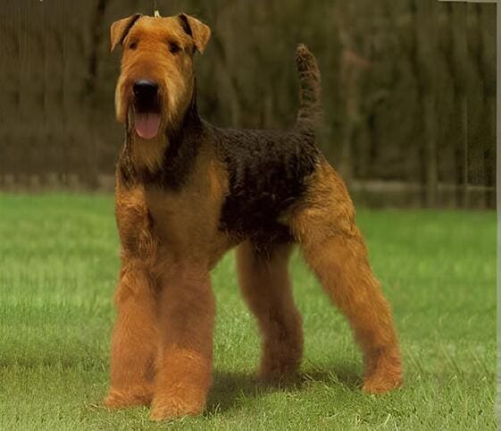Airedale Terrier Dog