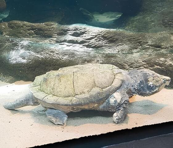 Alligator Snapping Turtle Alligator Snapping Turtle