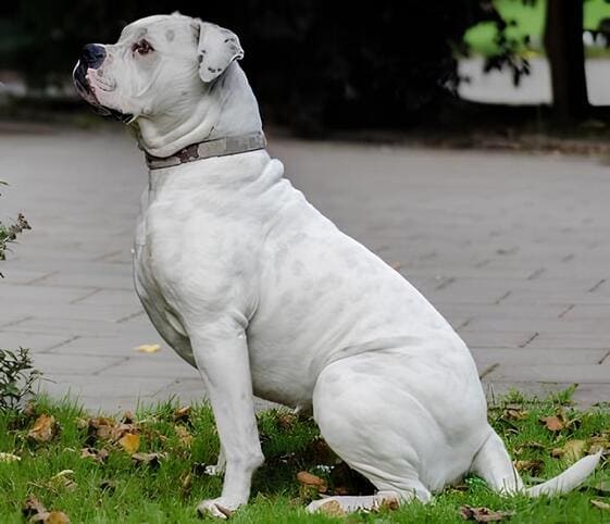American Bulldog