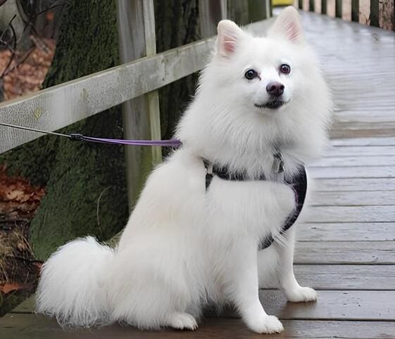 American Eskimo Dog
