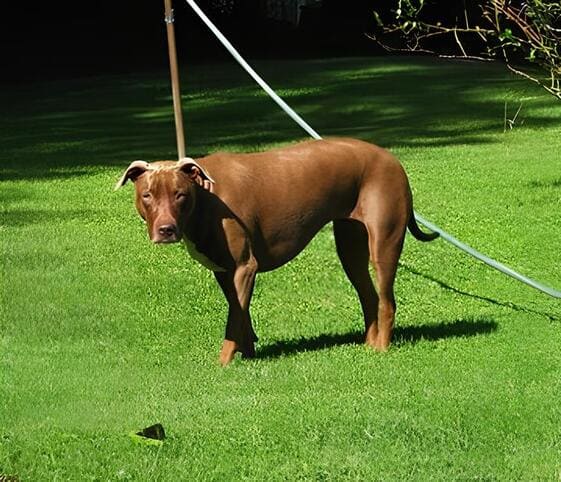American Pit Bull Terrier