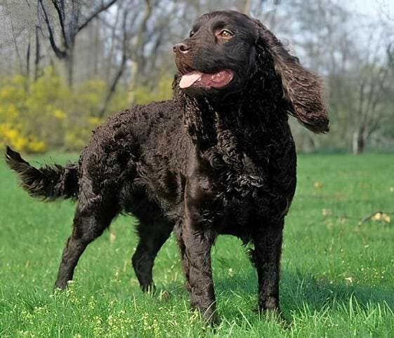 American Water Spaniel