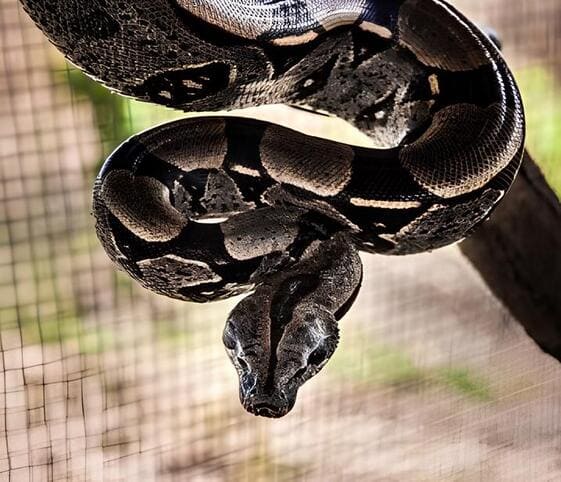 Anaconda Anaconda