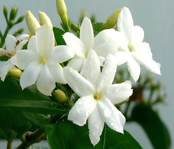 Arabian Jasmine