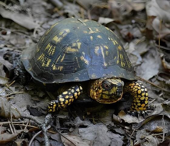 Arakan Forest Turtle Arakan Forest Turtle