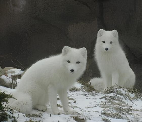 Arctic Fox