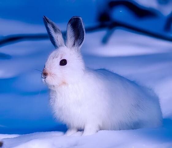Arctic Hare