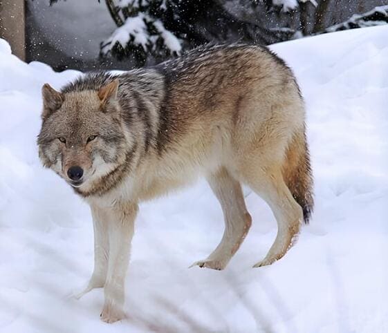 Arctic Wolf
