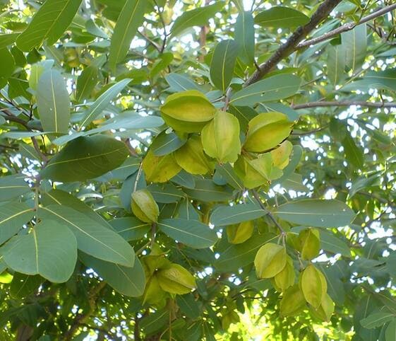 Arjuna Tree