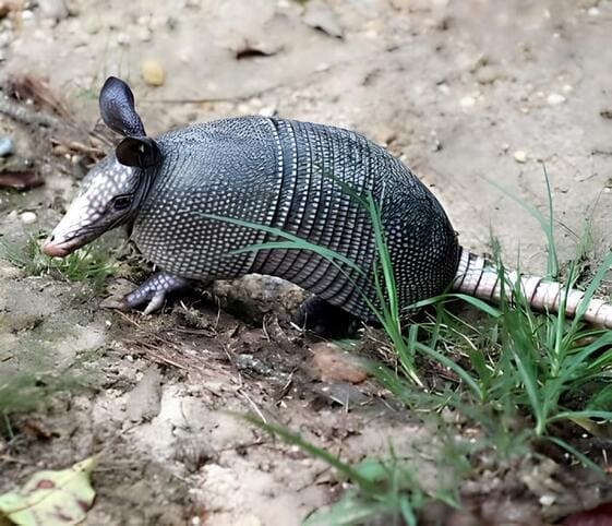 Armadillo