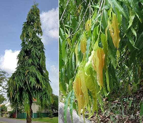 Ashoka Tree