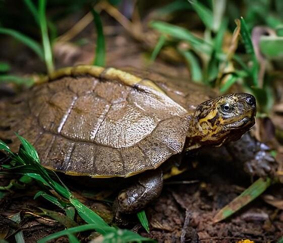 Asian Giant Pond Turtle Asian Giant Pond Turtle