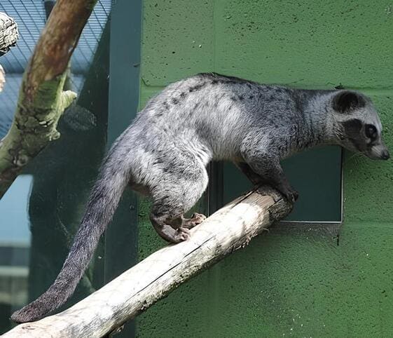 Asian Palm Civet