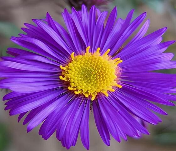 Aster Flower