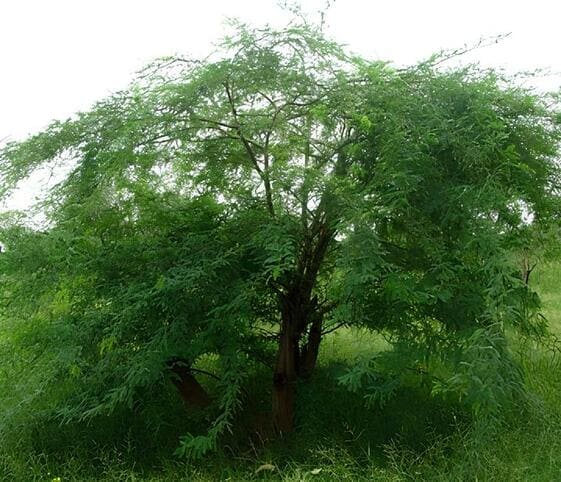 Babool Tree