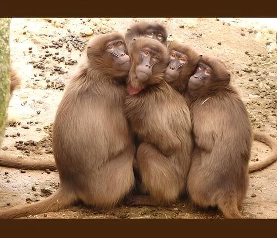 Baboon