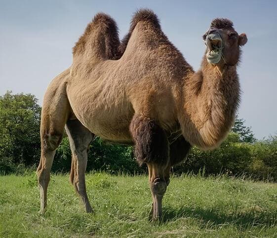 Bactrian Camel