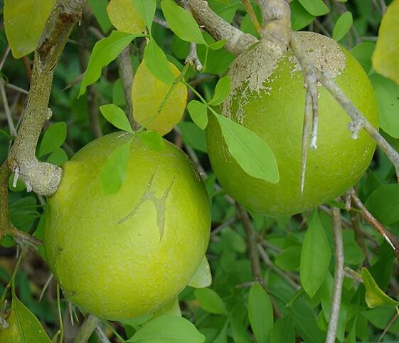 Bael Tree