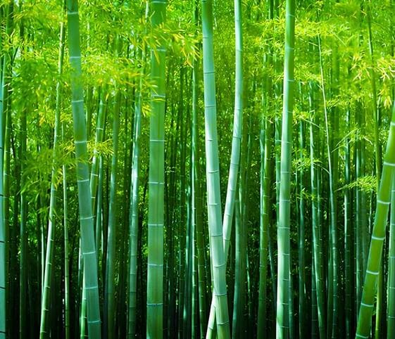 Bamboo Tree