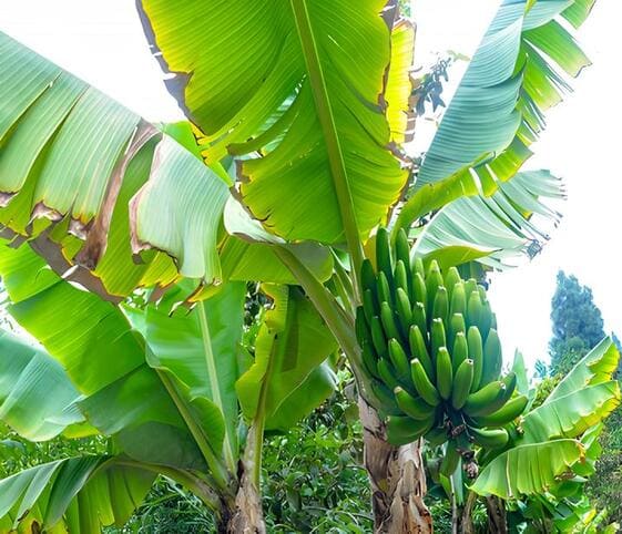 Banana Tree