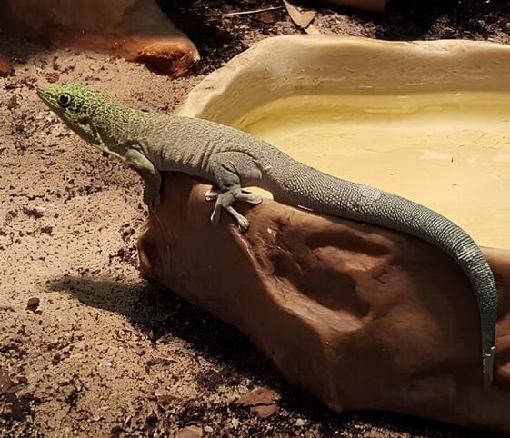 Banded Day Gecko Banded Day Gecko