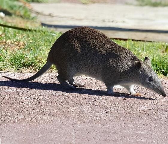 Bandicoot