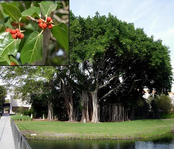 Banyan Tree