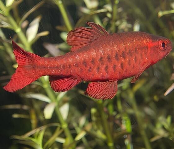 Barb Fish Barb Fish