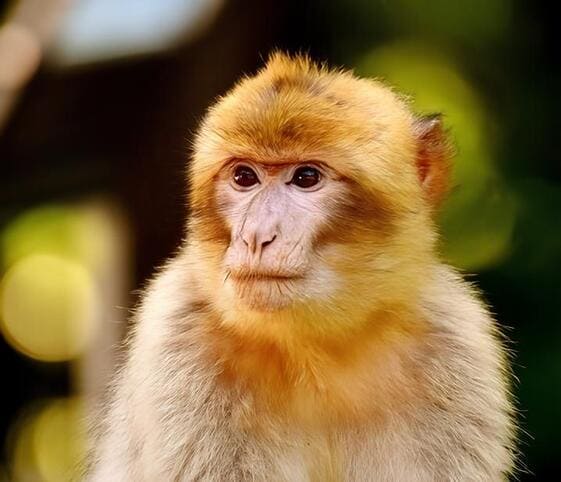 Barbary Ape