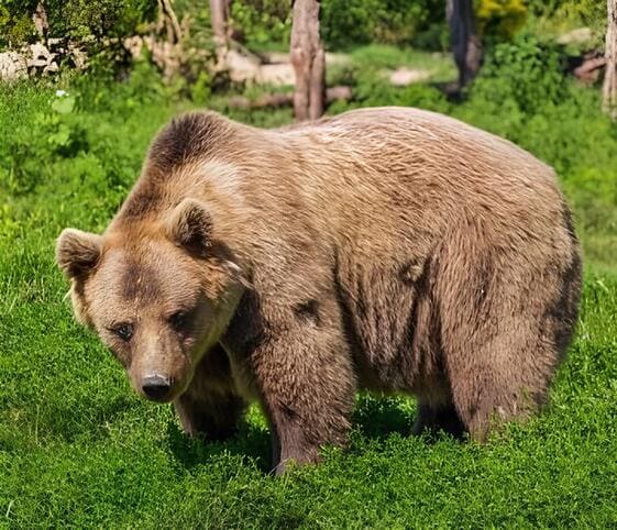 Bear
