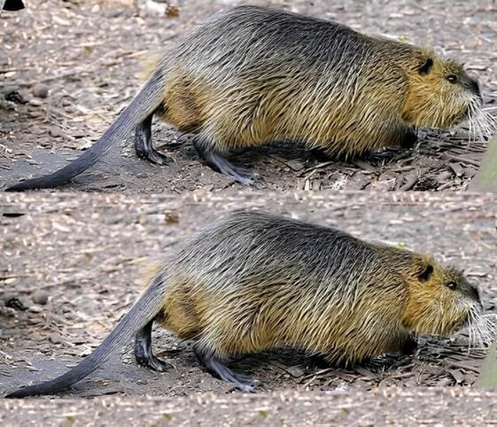 Beaver