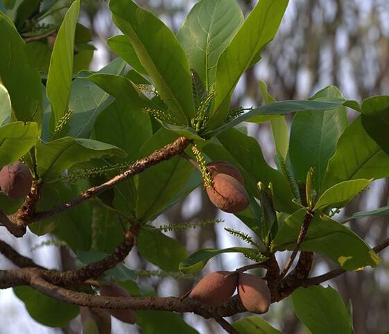Belleric Myrobalan Tree