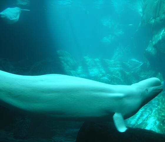 Beluga or White Whale Beluga or White Whale