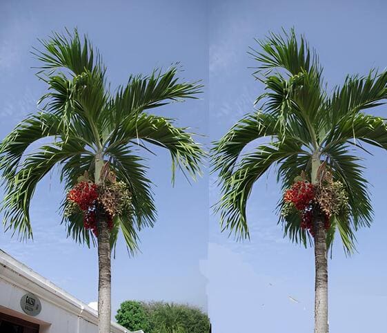 Betel Nut Tree