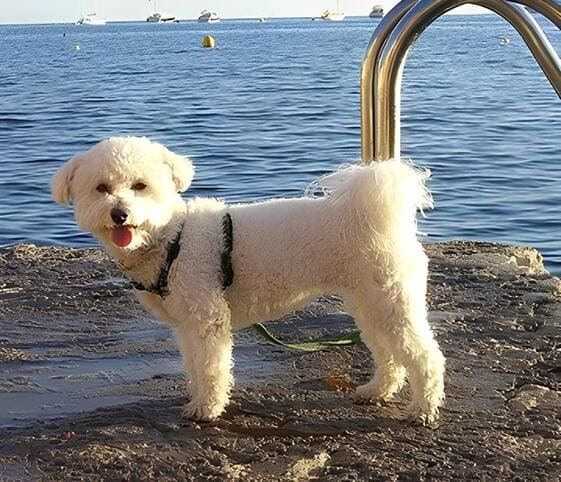 Bichon Frise
