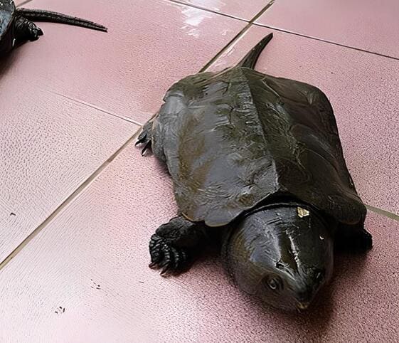 Big-headed Turtle Big-headed Turtle