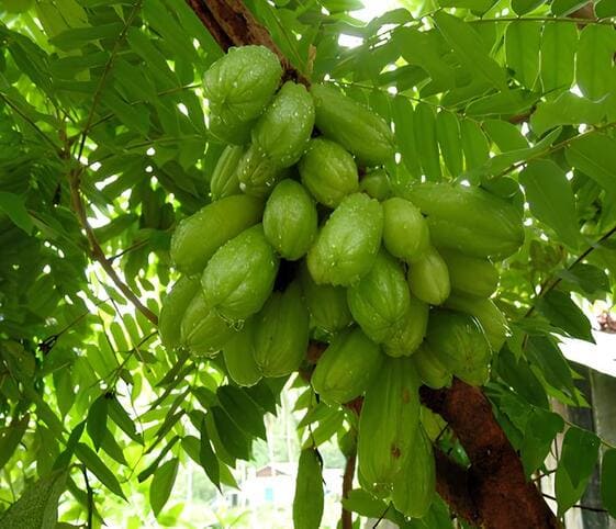 Bilimbi Tree