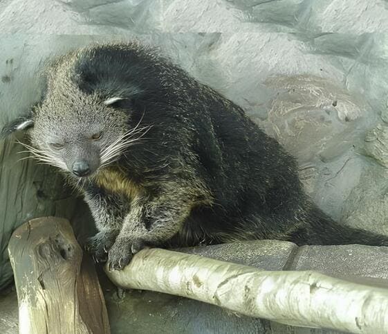 Binturong