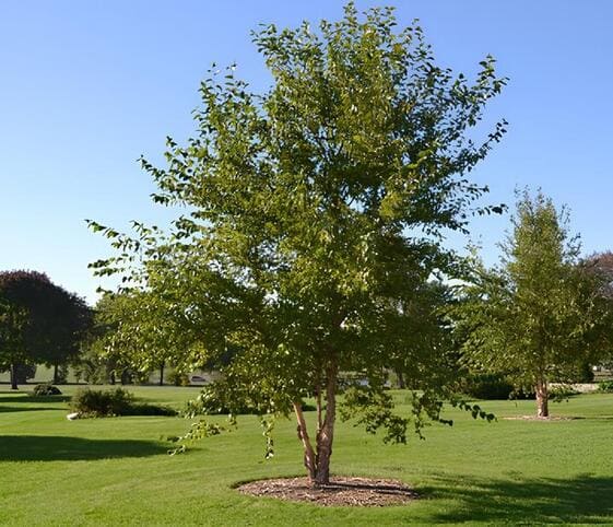 Birch Tree
