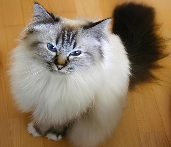 Birman