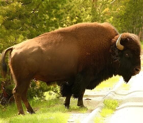 Bison
